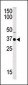 SET7 Antibody (C-term)