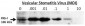 RIG-I Antibody (C-term)