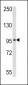 RIG-I Antibody (Center)