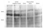 RENT1 Antibody (Center)