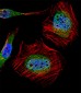 MLLT10 (AF10) Antibody (Center)