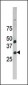 GAS41 (YEATS4/NuBI-1) Antibody (N-term A31)