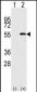 NUP50 Antibody (C-term)