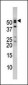 NUP50 Antibody (C-term)