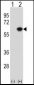 NAP1L1 Antibody (N-term)