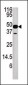 NUP54 Antibody (Center)