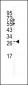 SNAI1 Antibody (N-term R8)