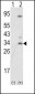 SNAI1 Antibody (N-term R8)