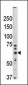 SYVN1 (HRD1) Antibody (N-term)