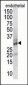 DSCR1 Antibody (Center)