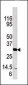 Kallikrein 3 Antibody (C-term)