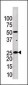 Kallikrein 4 (KLK4) Antibody (Center)