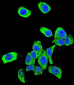 DJ-1 Antibody (N-term)