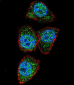 Aurora-A Antibody (C-term)