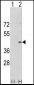 Aurora-A Antibody (C-term)