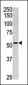 Activin Receptor Type IA (ACVR1) Antibody (Center N99)