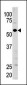 Guanylyl Cyclase alpha 1 (GUCY1A3) Antibody (N-term)