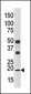 NME3 Antibody (Center)