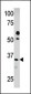 PDXK Antibody (C-term)
