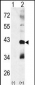 MAPK11 Antibody (Center)