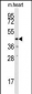 DUSP10 Antibody (N-term)