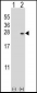 DUSP14 Antibody (N-term)