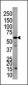 PPP3CC Antibody (C-term)