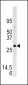 DUSP3 Antibody (N-term)