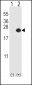 DUSP3 Antibody (N-term)