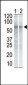 CHK1 Antibody