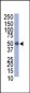 PROC Antibody