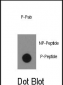 Phospho-ABL1(Y134) Antibody