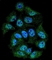 Phospho-ABL1(Y245) Antibody