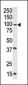 Phospho-ABL1(Y245) Antibody