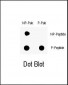 Phospho-ABL1(Y251) Antibody