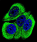 Phospho-ABL1(Y251) Antibody