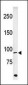 Phospho-ABL1(Y251) Antibody