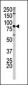 Phospho-APP(S730) Antibody