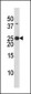 Phospho-Bad(S134) Antibody