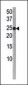 Phospho-Bid(S65) Antibody