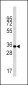 Phospho-Caspase 6(S257) Antibody