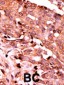 Phospho-Caspase 6(S257) Antibody