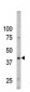 Phospho-Caspase 9(S196) Antibody