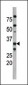 Phospho-Cdk2(T160) Antibody