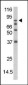 Phospho-DAXX(S213) Antibody