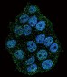 Phospho-IRAK1(S376) Antibody
