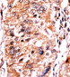 Phospho-p16-INK4A(S140) Antibody