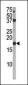 Phospho-p16-INK4A(S140) Antibody