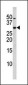 Phospho-p27Kip1(S10) Antibody