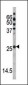 Phospho-p27Kip1(S178) Antibody